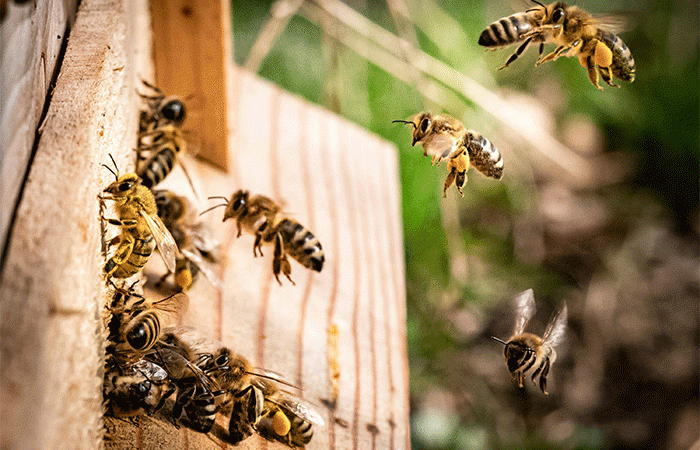 Honey bees on and flying around their hive.